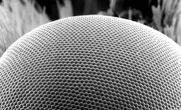 Глаз моли стал прототипом антибликового самоочищающегося стекла - «Технологии»