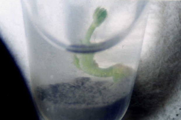 Ученый вырастил спаржу в метеоритной пыли - «Технологии»