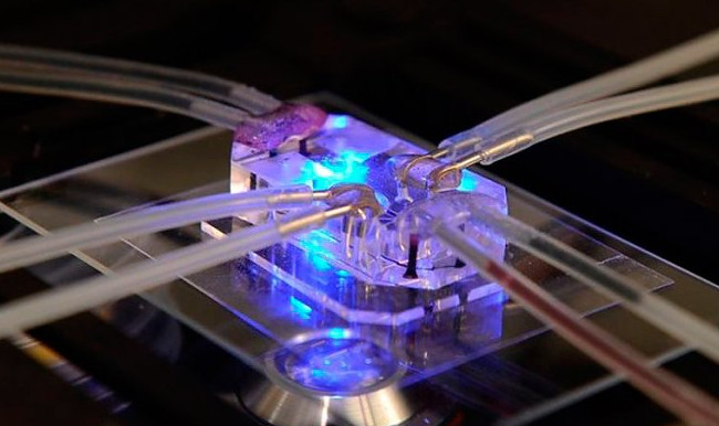 Кремниевые чипы, имитирующие живые органы, выиграли премию «Дизайн года» - «Технологии»