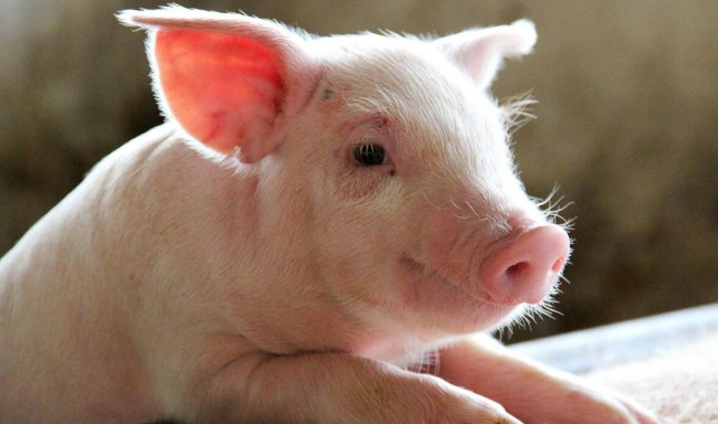 Американский стартап научился получать бекон, не убивая свиней - «Технологии»