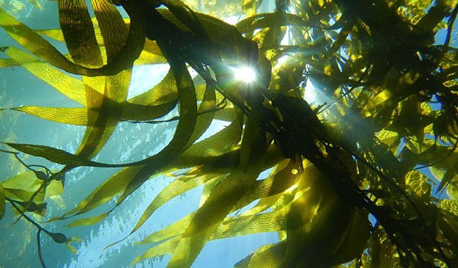 В Архангельске начнут производить пищевой альгинат натрия - «Технологии»