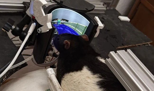 Крысы научились успешно истреблять виртуальных демонов в Doom II - «Технологии»