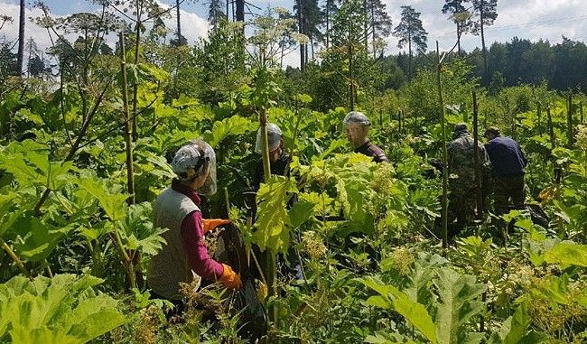 «Яндекс» запустил ИИ-сервис, обнаруживающий борщевик по спутниковым снимкам - «Технологии»